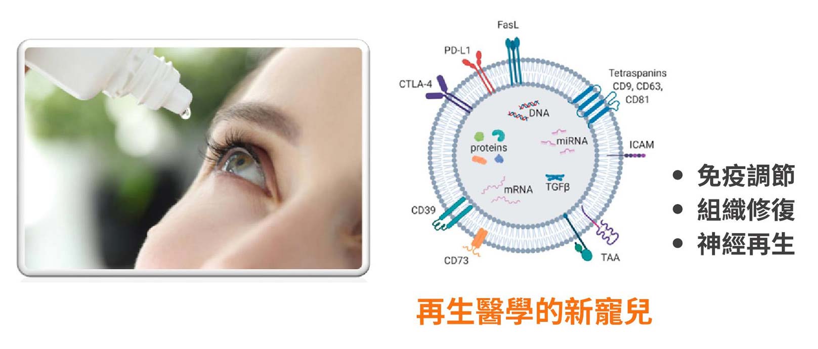 韓后醫美 愛法洛 ÉVOL 韓國外泌體 眼睛 滴眼液
