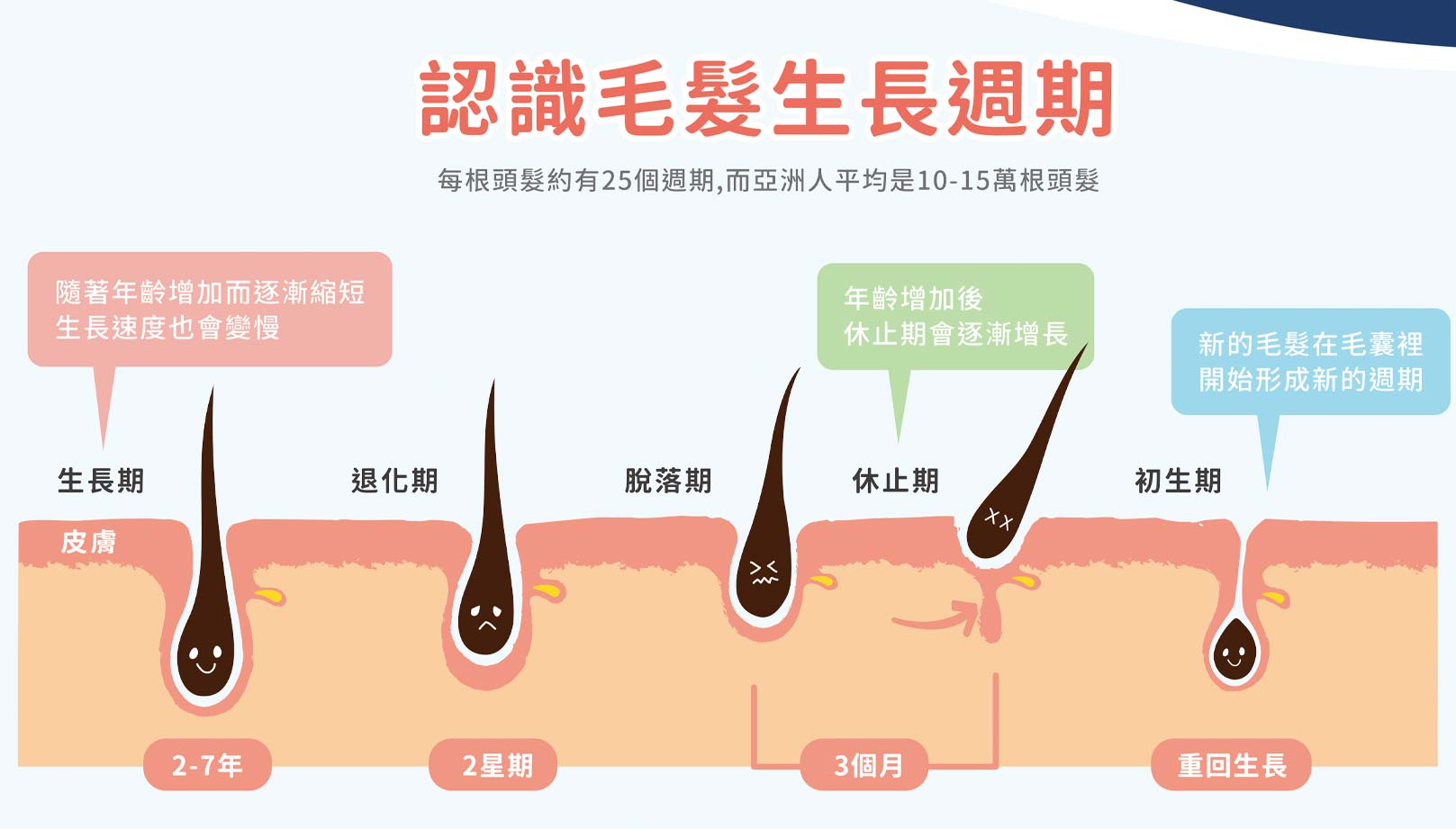 髮分為生長期>退化期>脫落期>休止期>初生期，每根頭髮約有25個週期，亞洲人平均是10-15萬根頭髮。韓后醫美