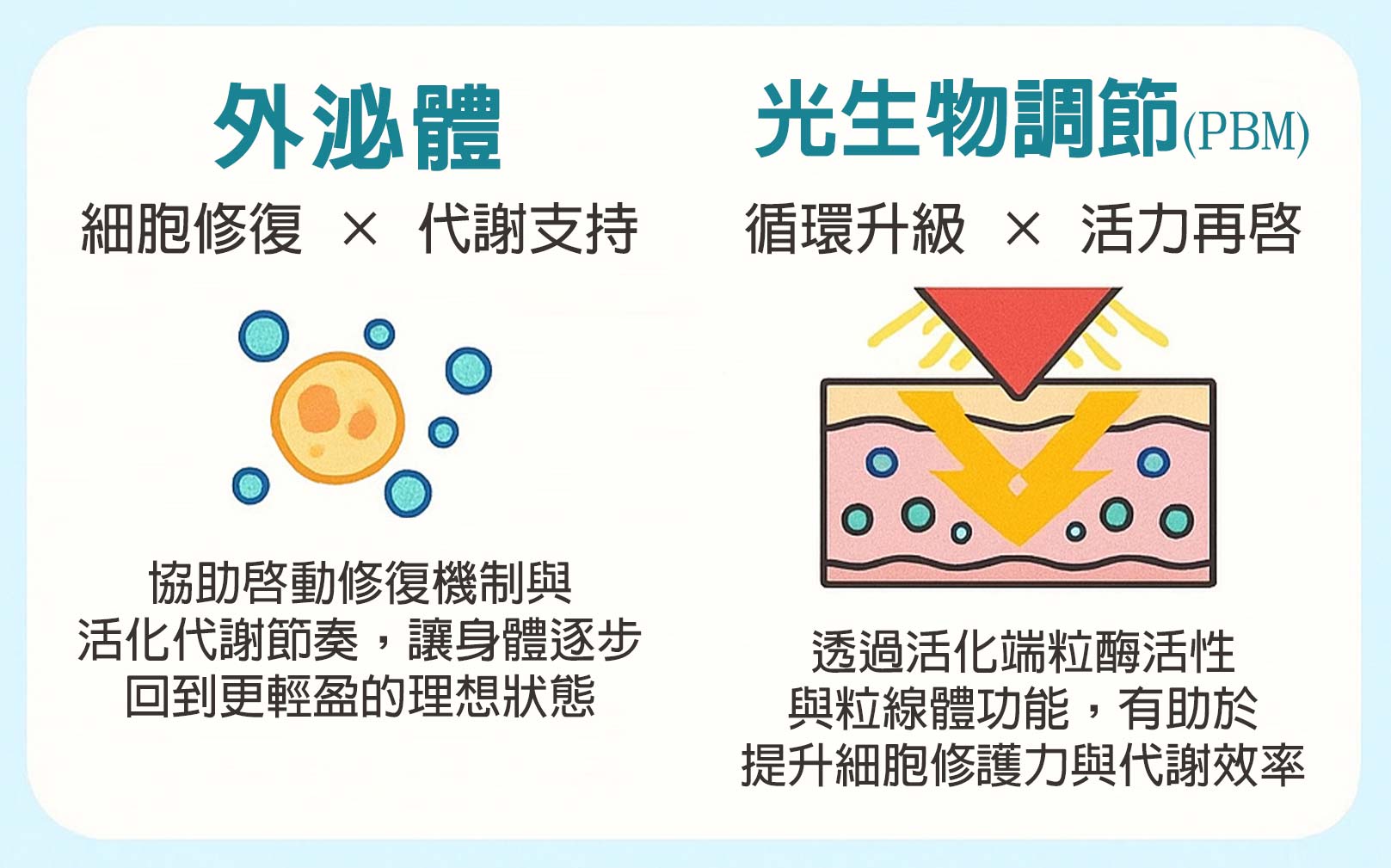 外泌體｜細胞修復 × 代謝支持：協助啟動修復機制與活化代謝節奏，讓身體逐步回到更輕盈的理想狀態。光生物調節（PBM）｜循環升級 × 活力再啟：透過活化端粒酶活性與粒線體功能，有助於提升細胞修護力與代謝效率。韓后診所