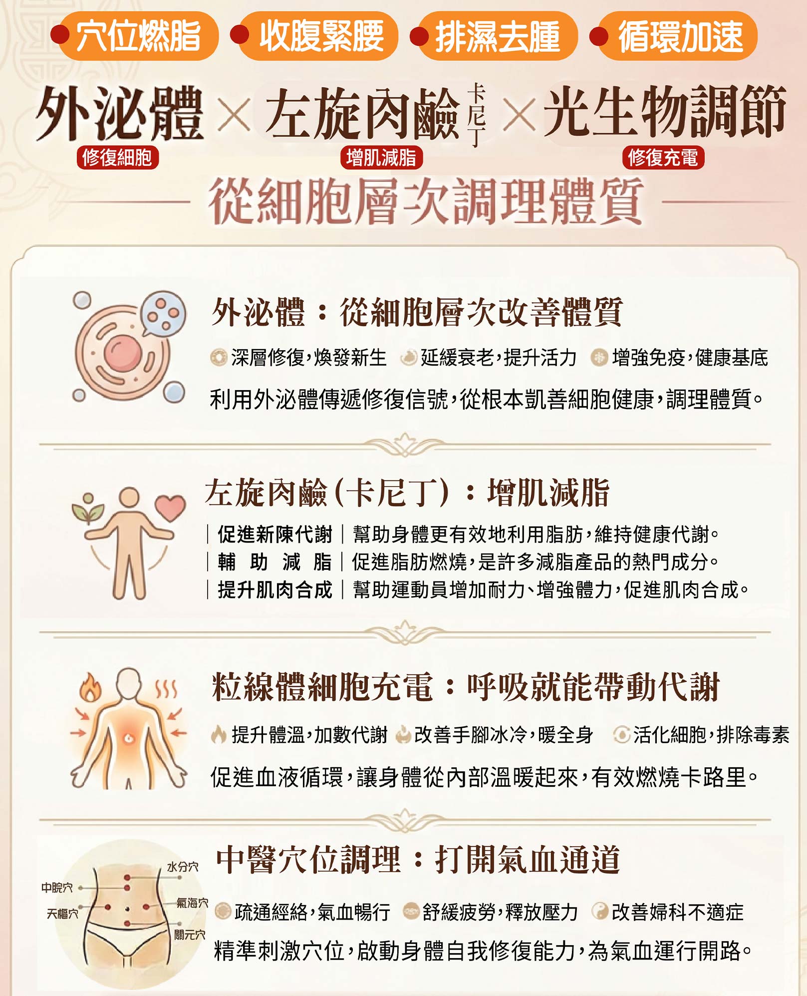 穴位燃脂、收腹緊腰、排濕去腫、循環加速。外泌體(修復細胞)×左旋肉鹼 卡尼丁(增肌減脂)×光生物調節 粒線體(修復充電)，從細胞層次調理體質。,韓后醫美