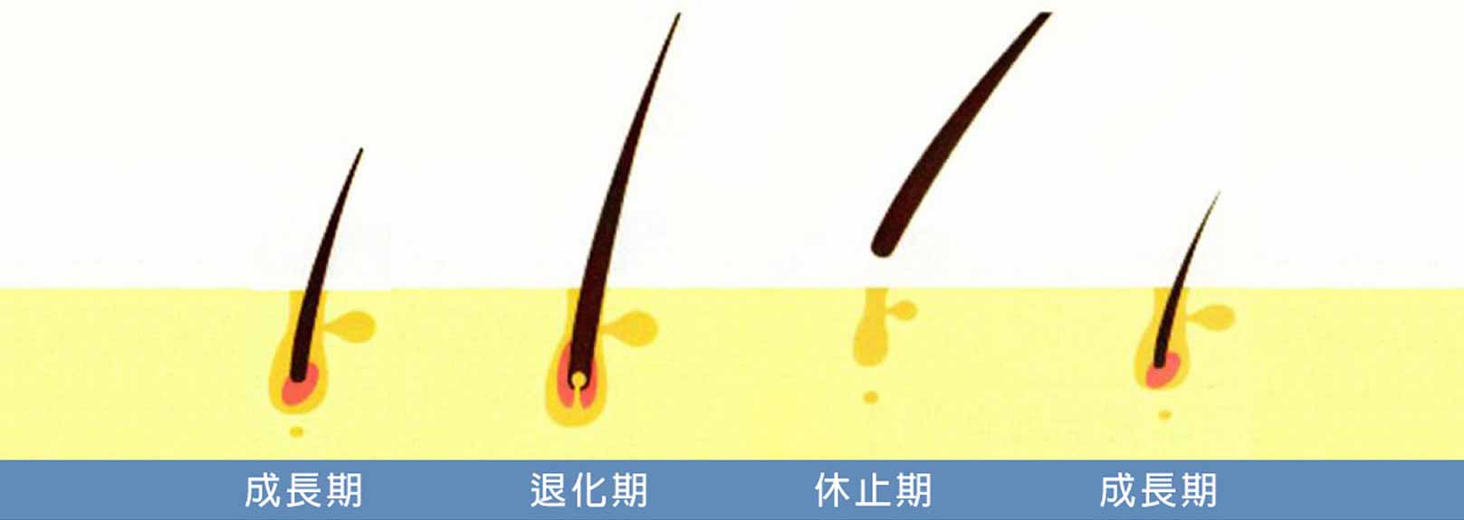 韓后醫美 毛髮生長週期：成長期>退化期>休止期>成長期