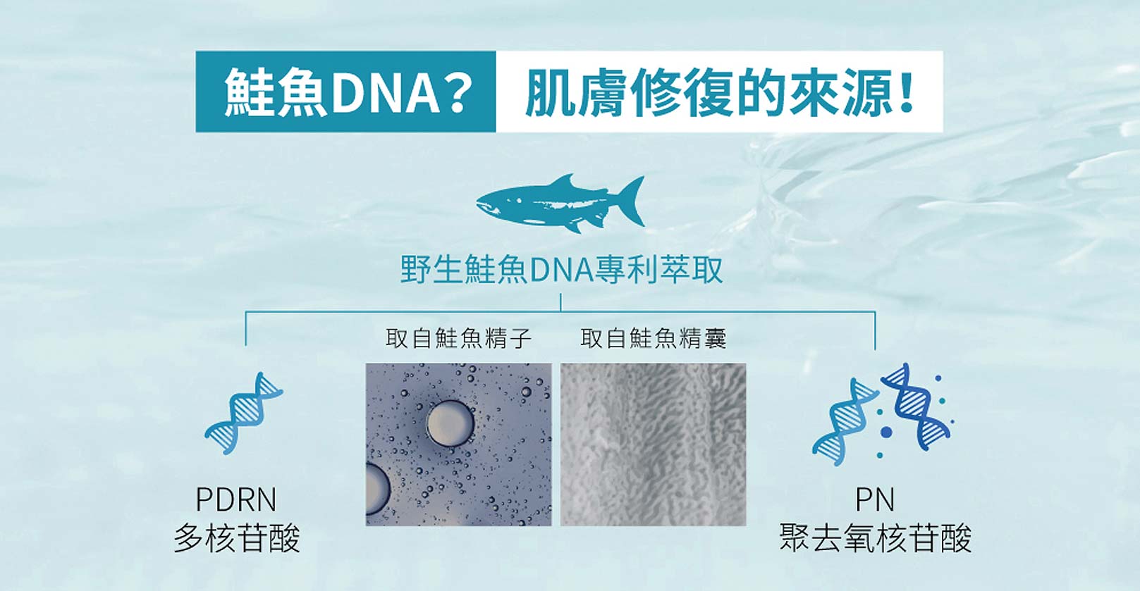 韓后醫美,麗珠蘭,成分,從鮭魚DNA萃取的PDRN(多聚脫氧核苷酸)和PN(多核苷酸)因與人類DNA高度相似，成為現代美容護膚的重要明星元素。