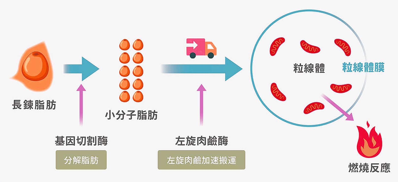 韓后醫美,肝得健分解脂肪、卡丁尼左旋肉鹼加速搬運、燃燒脂肪。
