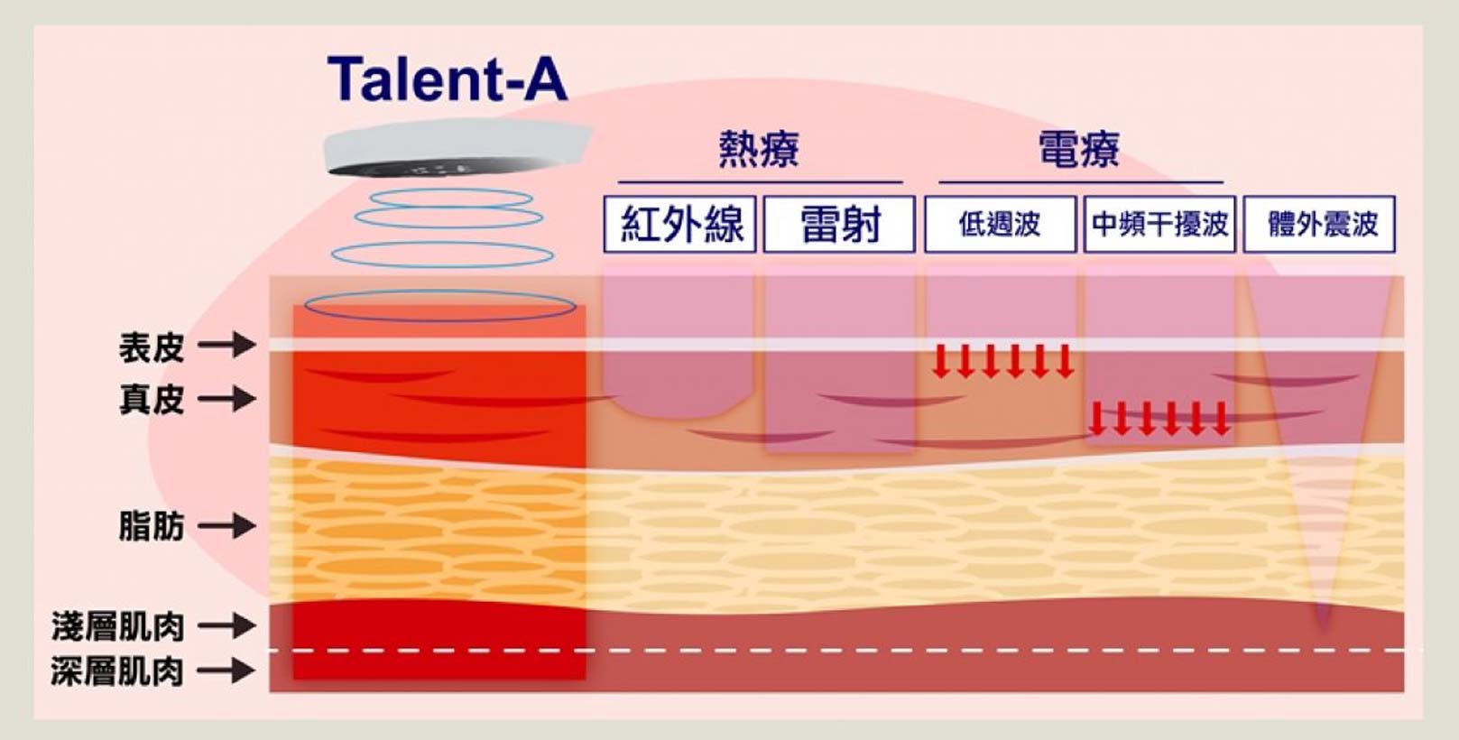 每次療程30分鐘,肌肉收縮次數超過2萬次以上,等同於做2萬次仰臥起坐或深蹲的刺激量,韓后醫美,動磁波,Talent-A